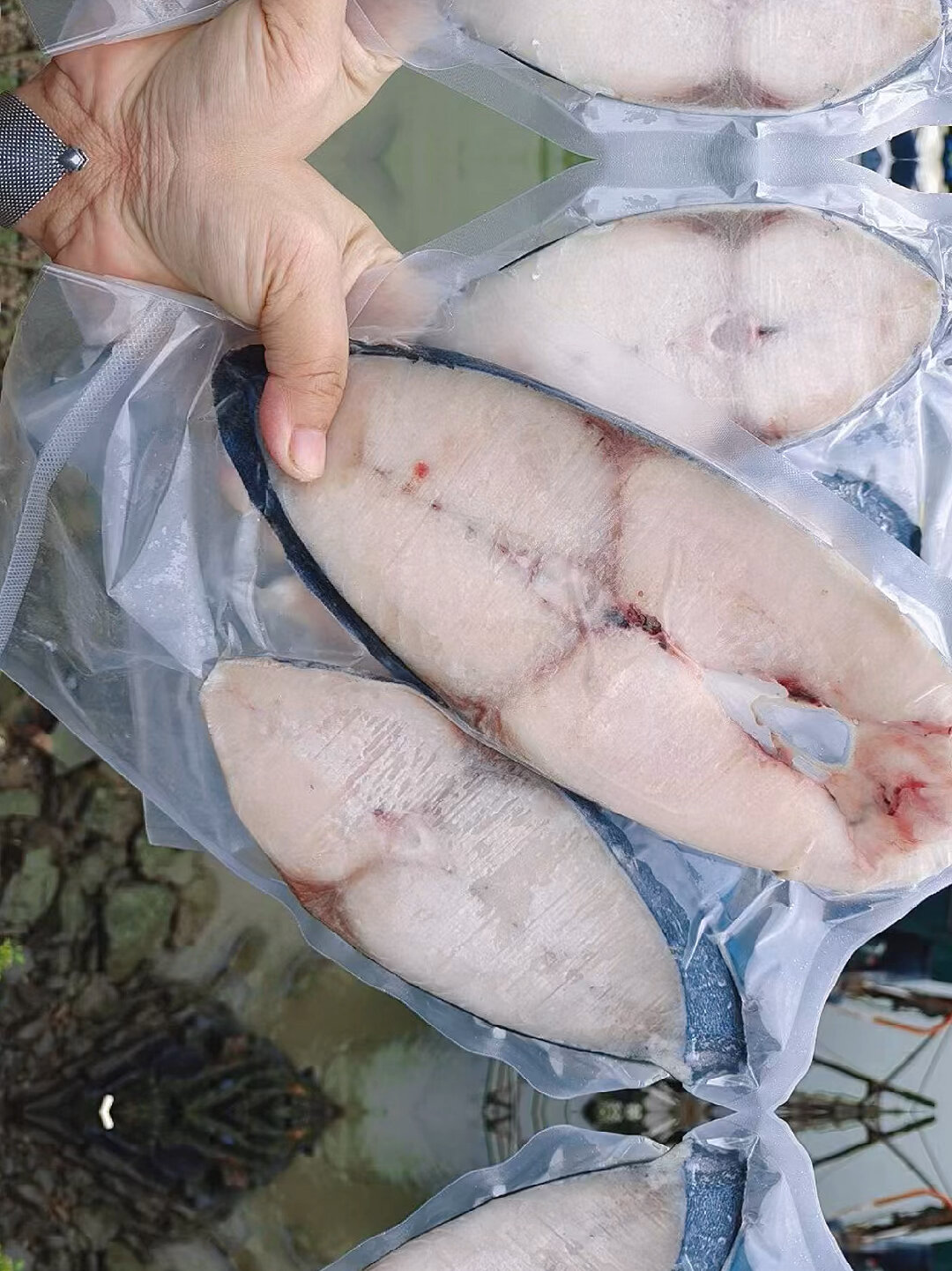 海南文昌七洲马鲛鱼扁马鲛鱼这个是肉质细腻价格特别实惠精挑货