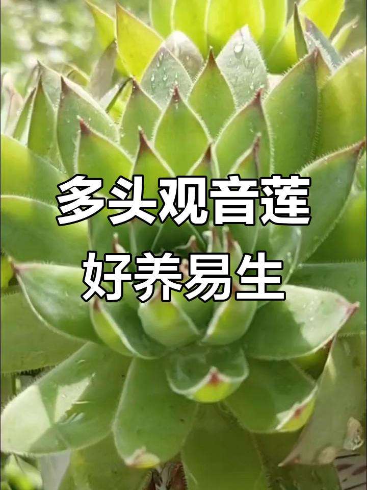 观音莲:多肉植物中的“男人花”,寓意深刻,养护简单