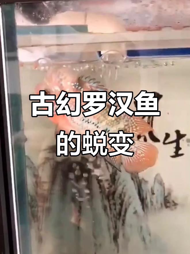罗汉鱼成长记:从青春到永恒的回忆