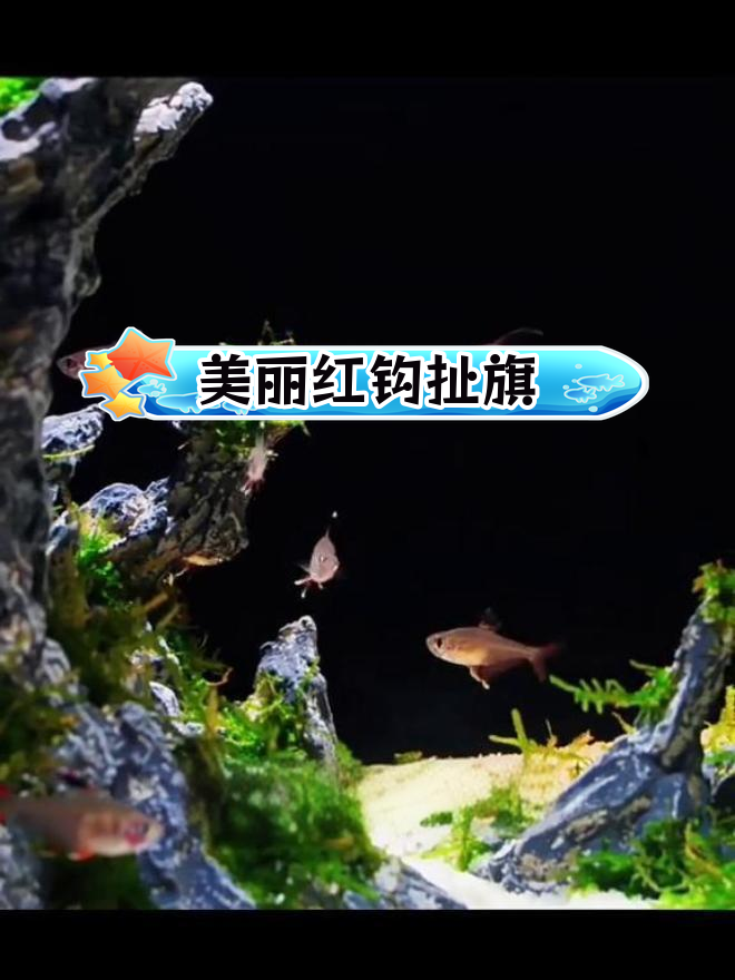 红大勾扯旗鱼:鲜艳群游观赏鱼