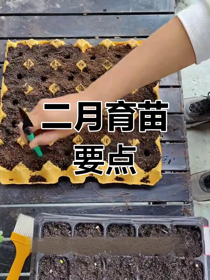 二月育苗蔬菜全攻略,茄果瓜类都能种