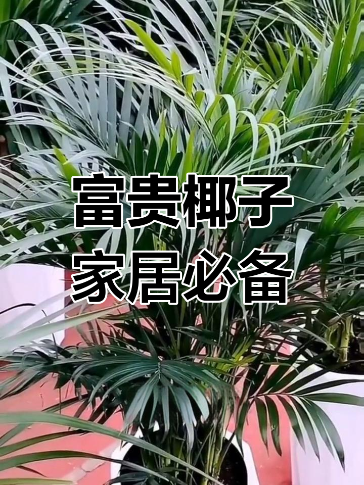 富贵椰子:室内绿植首选,寓意四方腾达,清新空气又美观