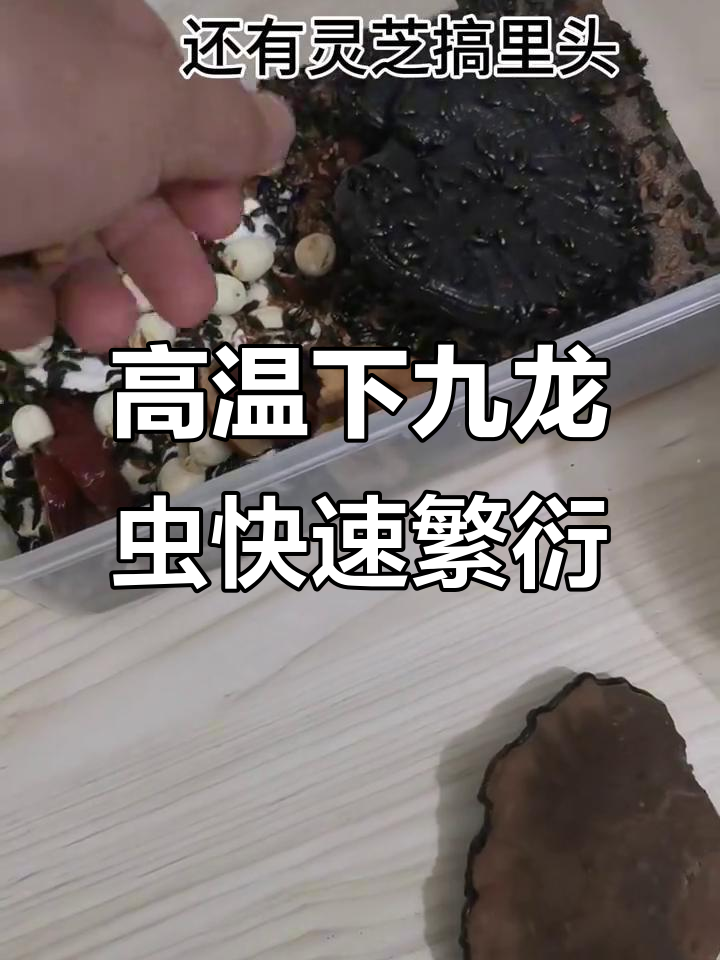 九龙虫养殖：高温繁殖高峰，莲子、红枣糕喂食技巧