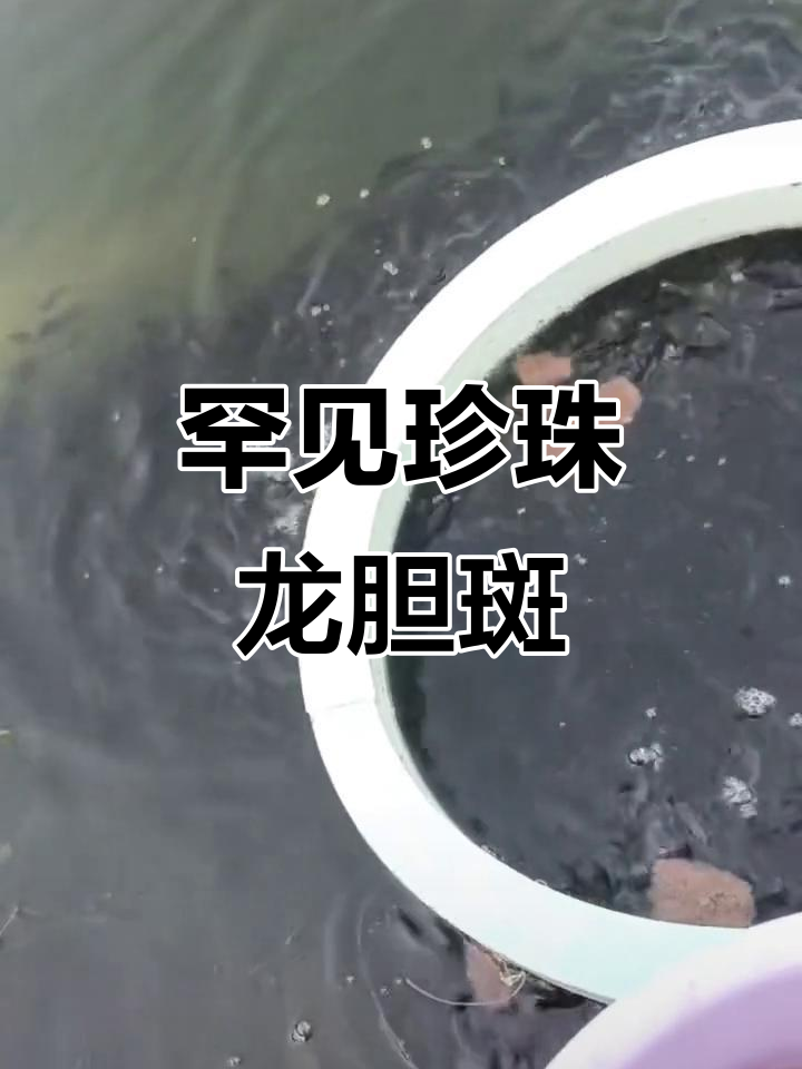 海南湛江珍珠龙胆鱼,难得一见的正常斑