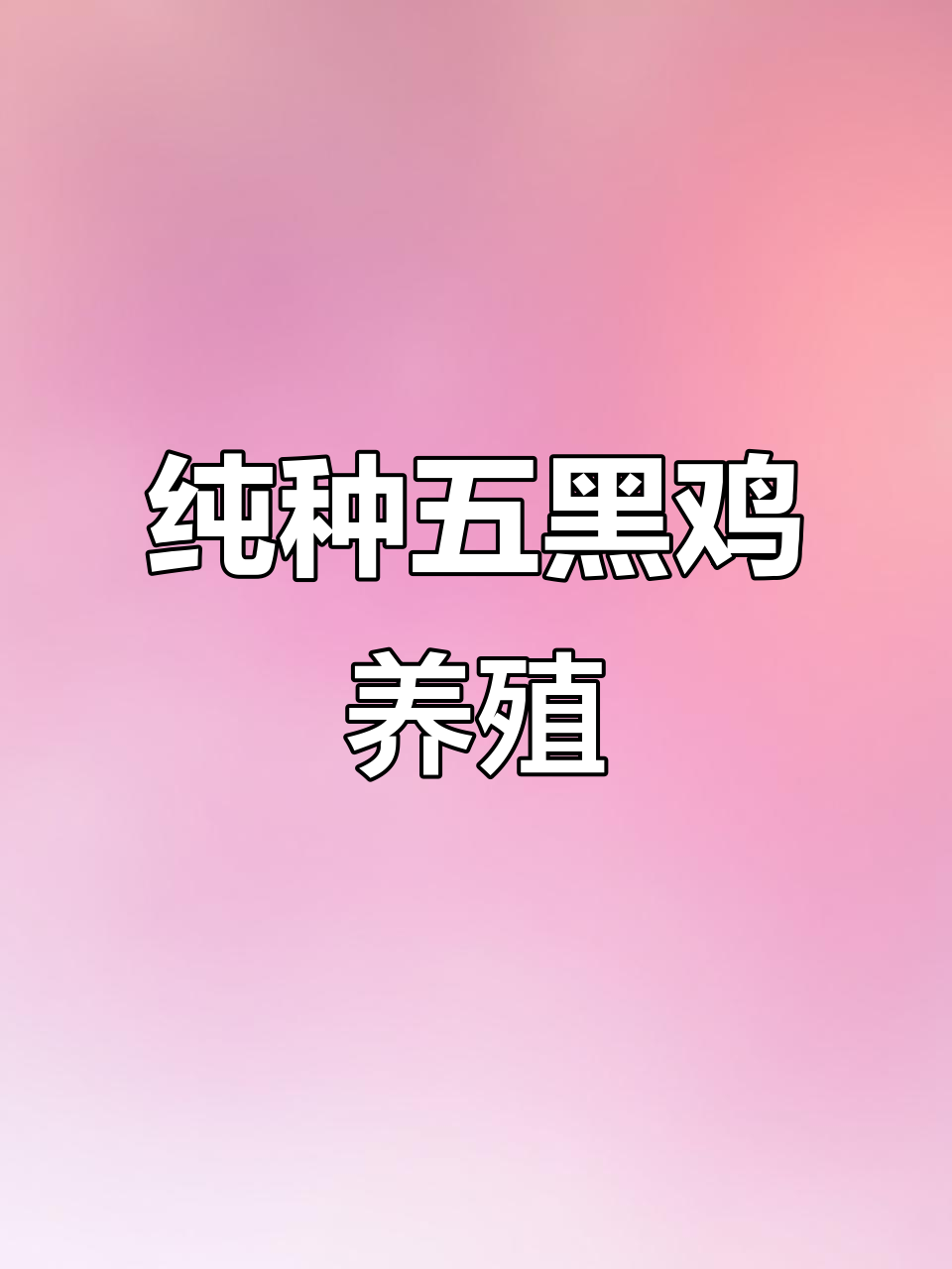 五黑鸡:绿壳蛋之王,纯种五黑鸡养殖揭秘