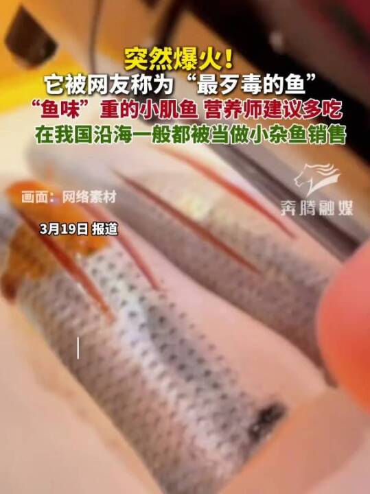 突然爆火！它被网友称为“最歹毒的鱼”“鱼味”重的小肌鱼 营养师建议多吃。在我国沿海一般都被