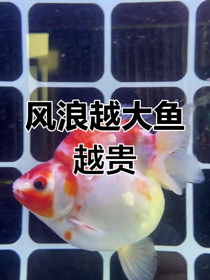 养殖生活中的鎏金大樱花