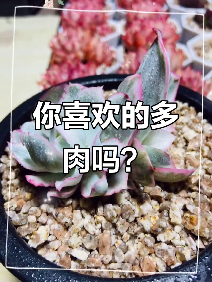 多肉植物大赏,总有一款适合你!