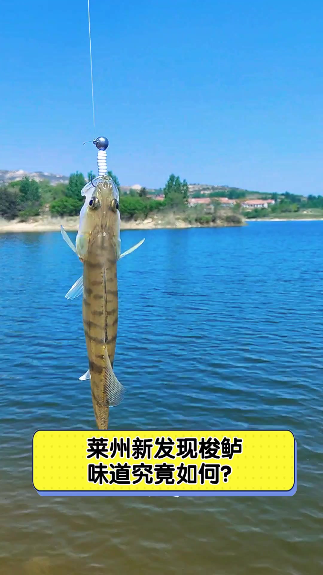 莱州新发现梭鲈,味道究竟如何?