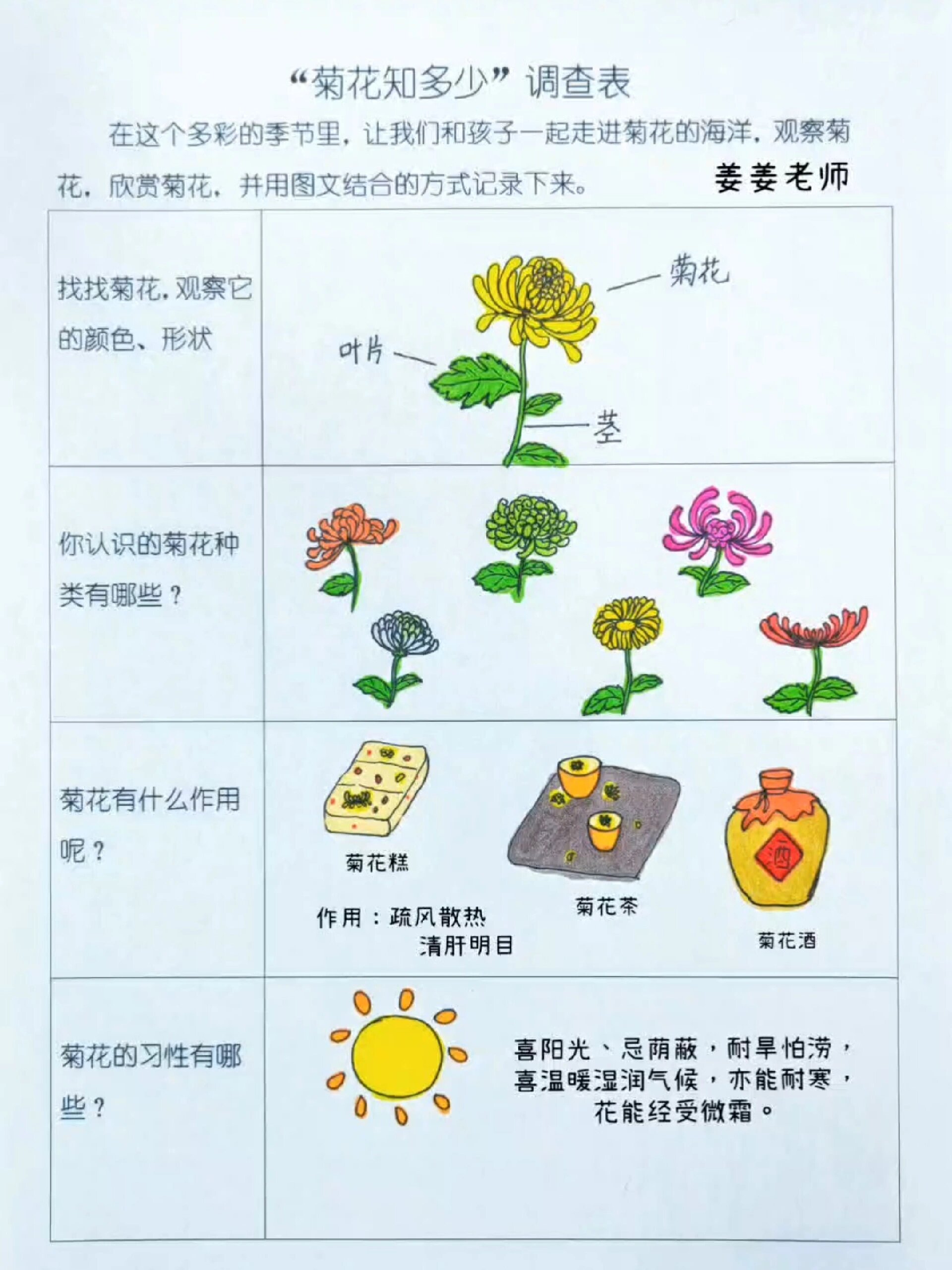 幼儿园作业菊花知多少调查表 菊花颜色形状