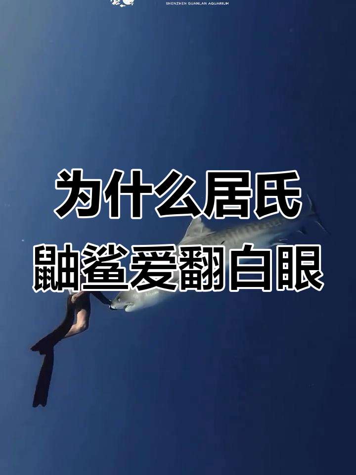 居氏鼬鲨为何总翻白眼?揭秘海洋猛虎的独特行为