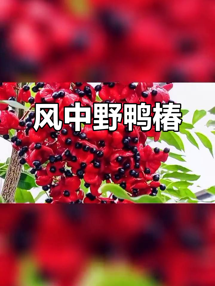 野鸭椿花海中的美丽瞬间,捕捉自然之美