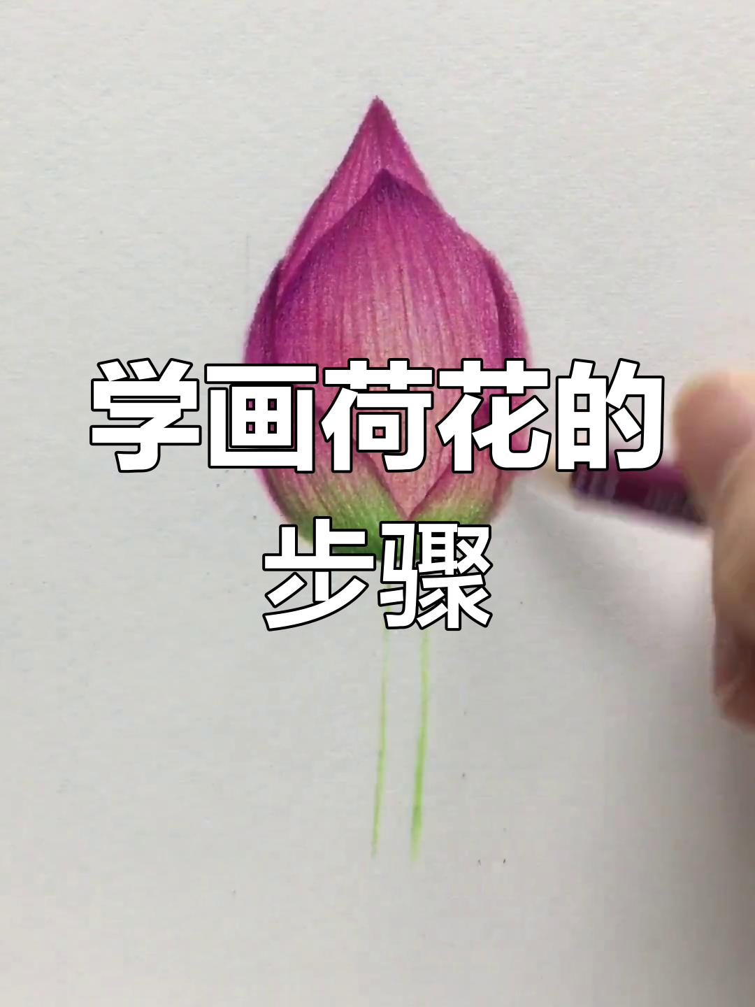 彩铅荷花绘画技巧,轻松学会