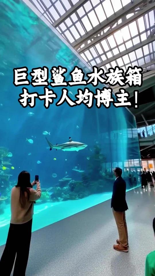 巨型鲨鱼水族箱打卡人均博主!
