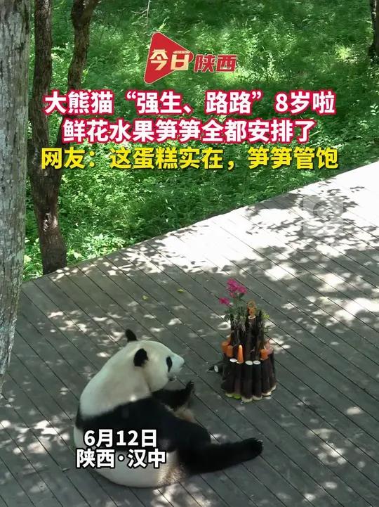 汉中 6月11日、12日,在陕西秦岭大熊猫佛坪基地,大熊猫强生、路路先后迎来8岁生日,工作