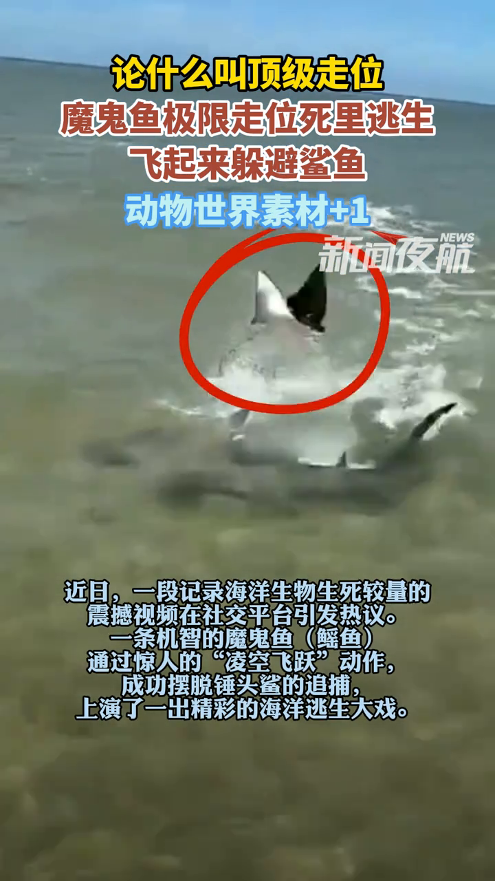 论什么叫顶级走位,魔鬼鱼极限走位死里逃生,飞起来躲避鲨鱼