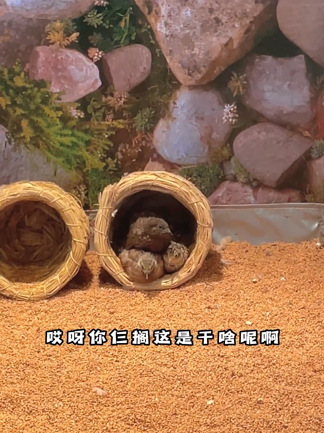老铁们知道芦丁鸡的寿命是多久吗?