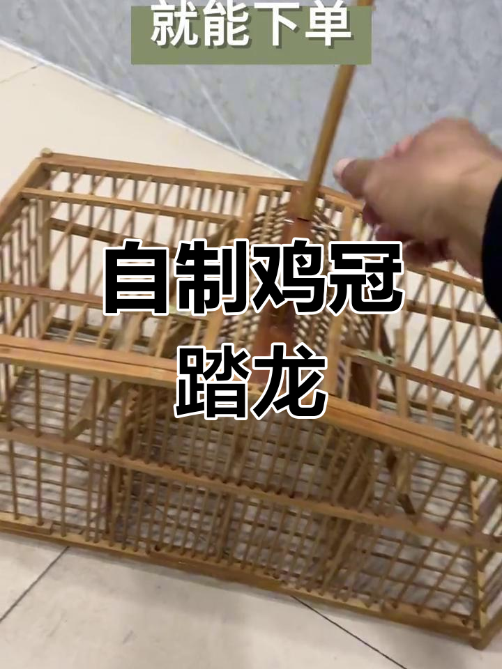 传统捕鸟工具变宠物饲养器