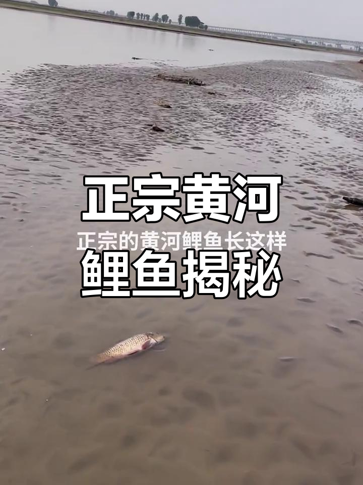 黄河大鲤鱼的真实面貌,沙滩漫步中的美丽邂逅