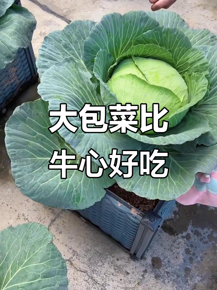 牛心包菜和大包菜的口感差异,哪个更好?