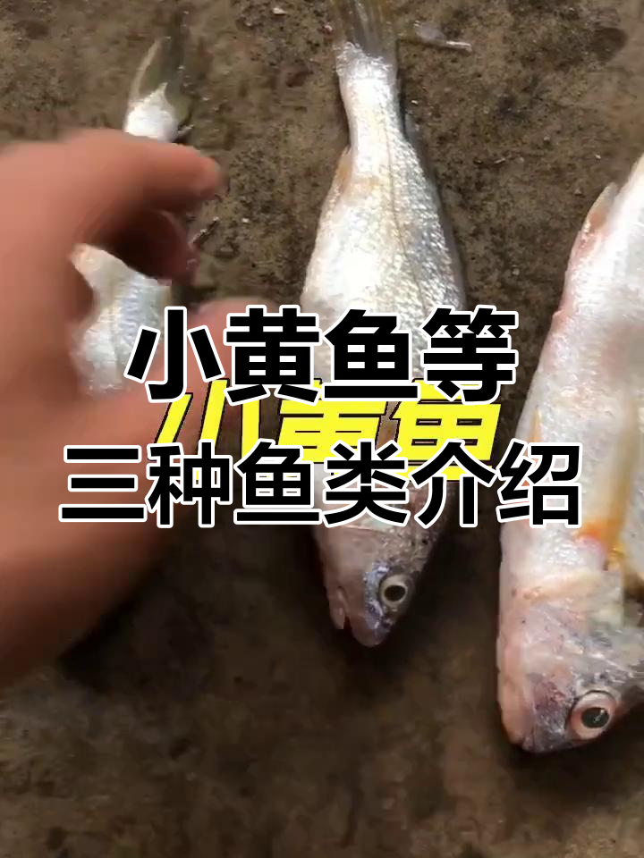 带你了解小黄鱼、白果子与米鱼的独特魅力