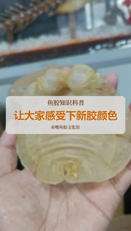 本港赤嘴新胶颜色