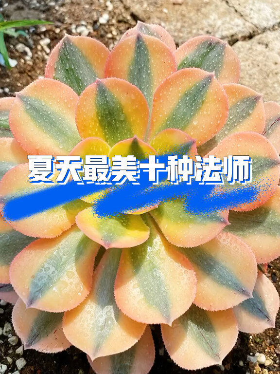 多肉植物～最美法师盘点