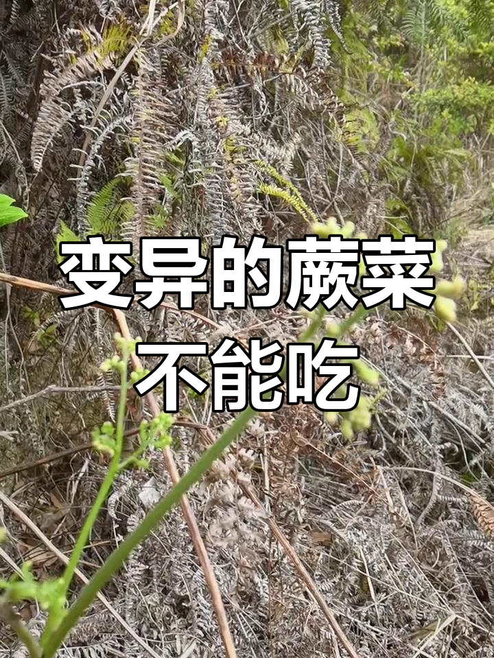 蕨菜变异有毒,除草剂残留污染严重