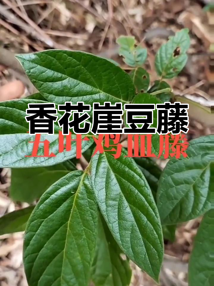 五叶鸡血藤:常绿木质藤本植物