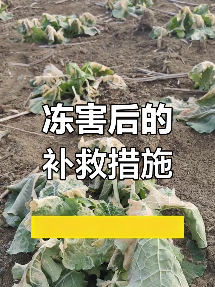 油菜冻害后,及时施肥能促进恢复生长