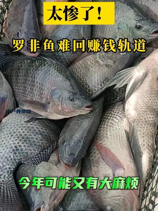 “物极必反”现象在水产养殖行业是很常见的,持续火爆的品种迟早会盛极而衰,持续低迷的品种迟早