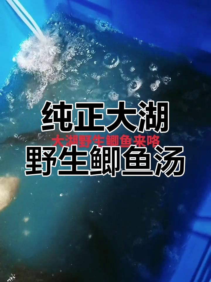 大湖野生鲫鱼汤,奶白鲜美,活鱼现杀,喝上一口就上瘾