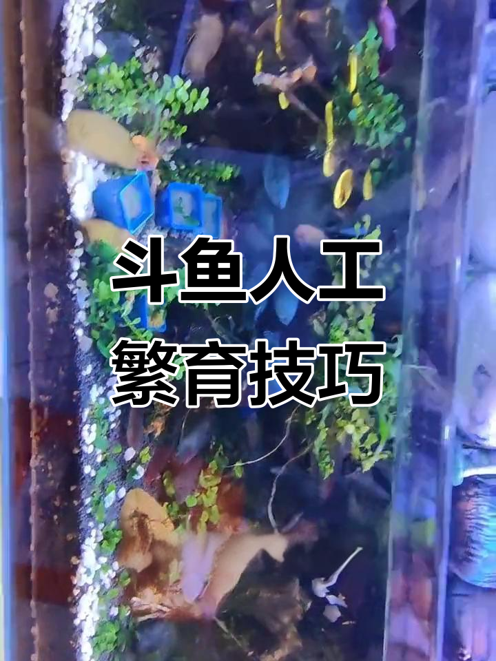 斗鱼繁殖全过程揭秘:从配对到守巢,公母角色大反转
