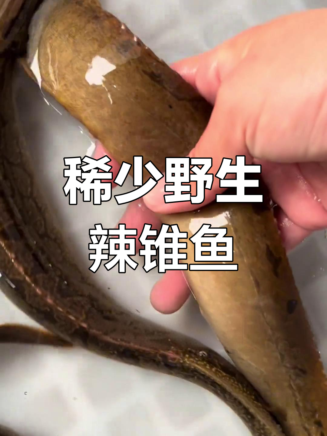 稀有野生辣锥鱼,昼伏夜出捕捉难度极高