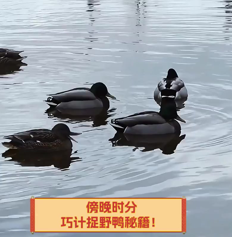 傍晚时分,巧计捉野鸭秘籍!