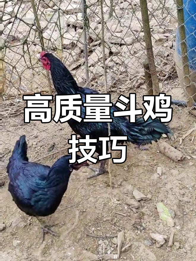 青鸡黑脚土鸡,激烈斗技技巧解析