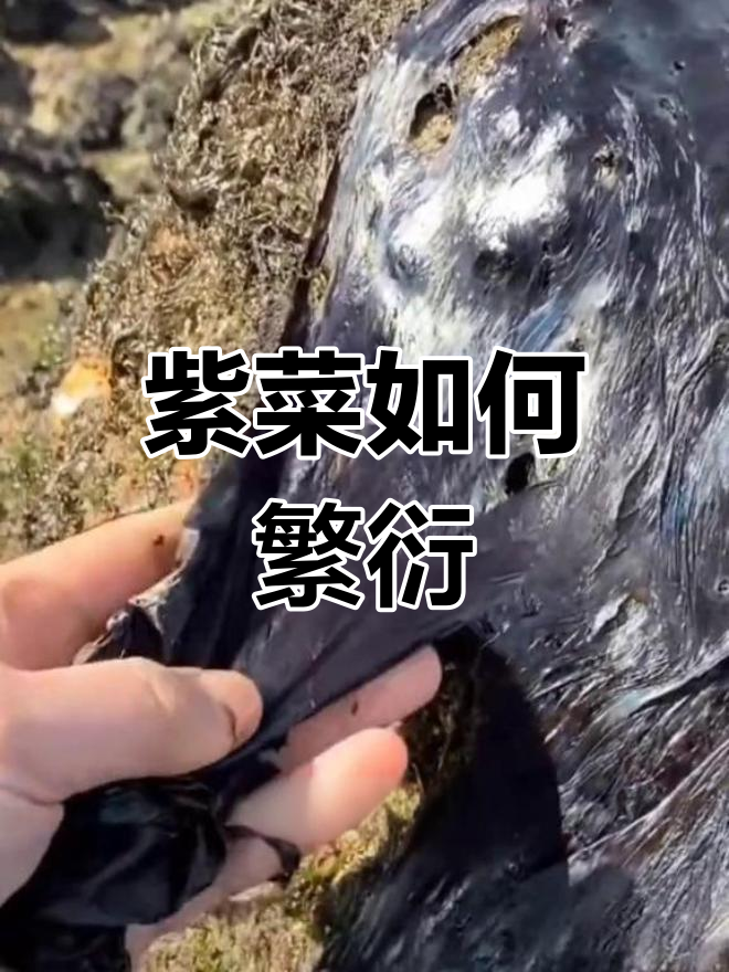 紫菜的奇妙生长过程揭秘