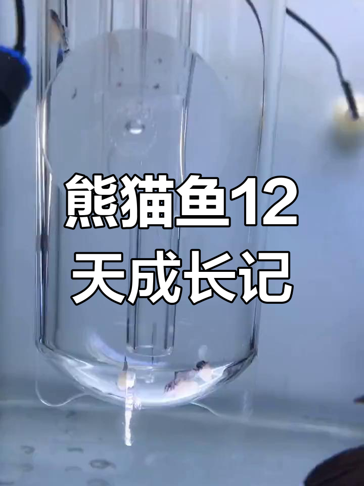 熊猫鱼12天孵化全程记录,生长过程大揭秘