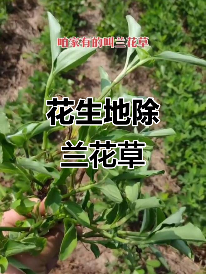 花生地鸭舌草泛滥？药剂复配轻松除草，效果惊人