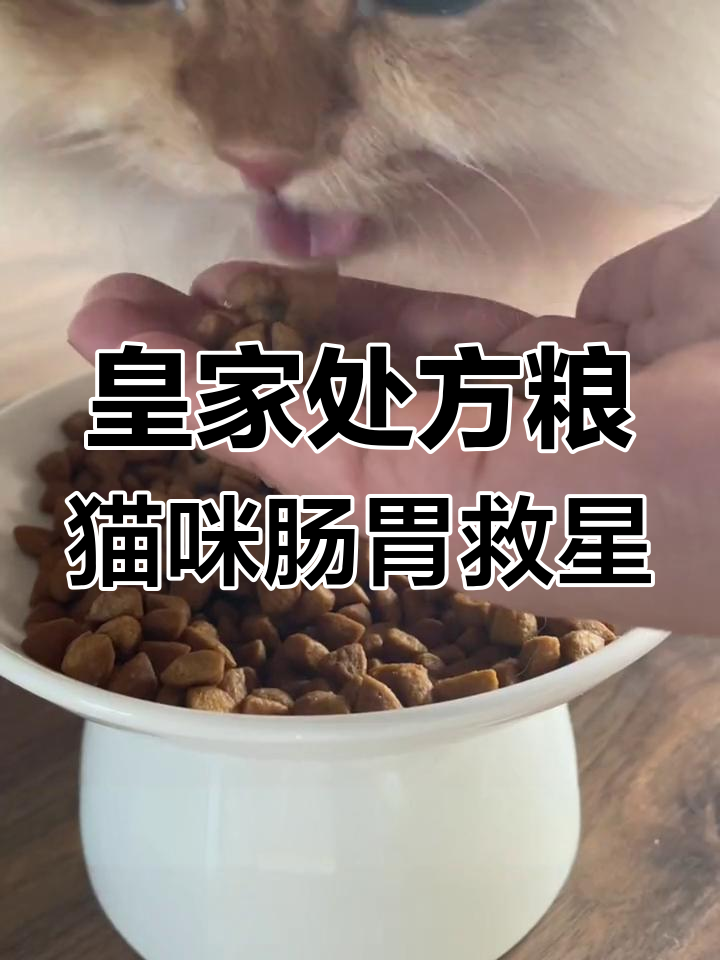 猫咪肠胃不适?试试皇家处方粮,轻松解决呕吐问题