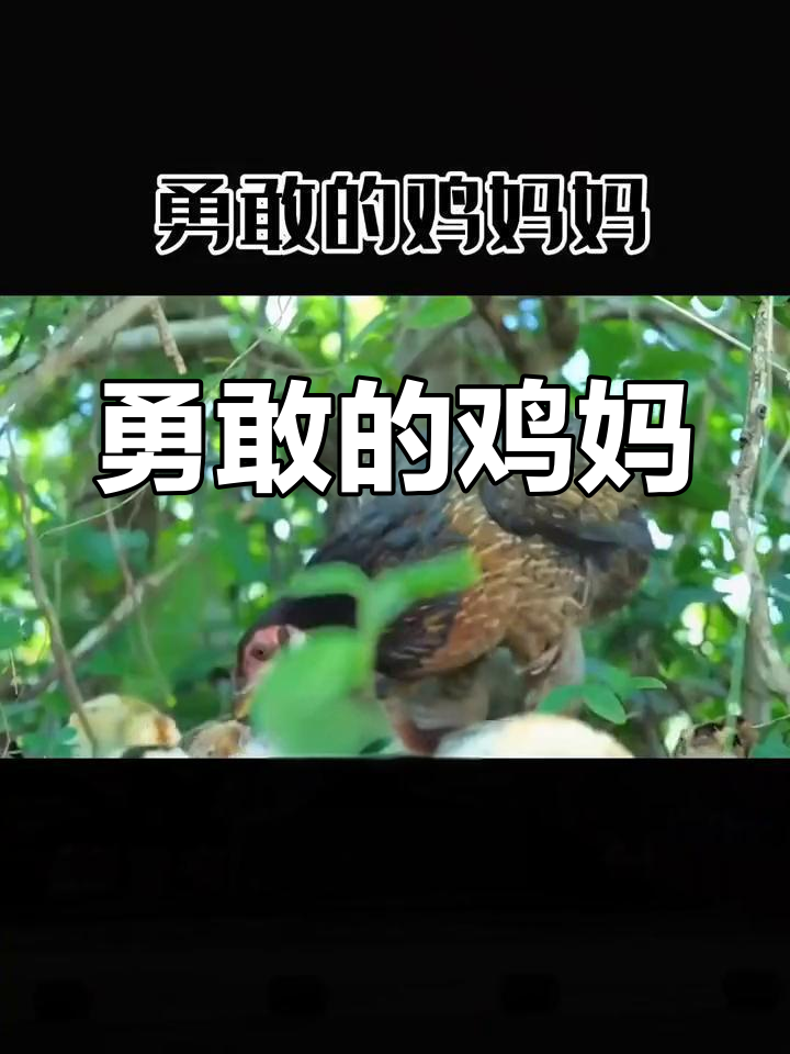 鸡妈妈为保护孩子与老鹰搏斗