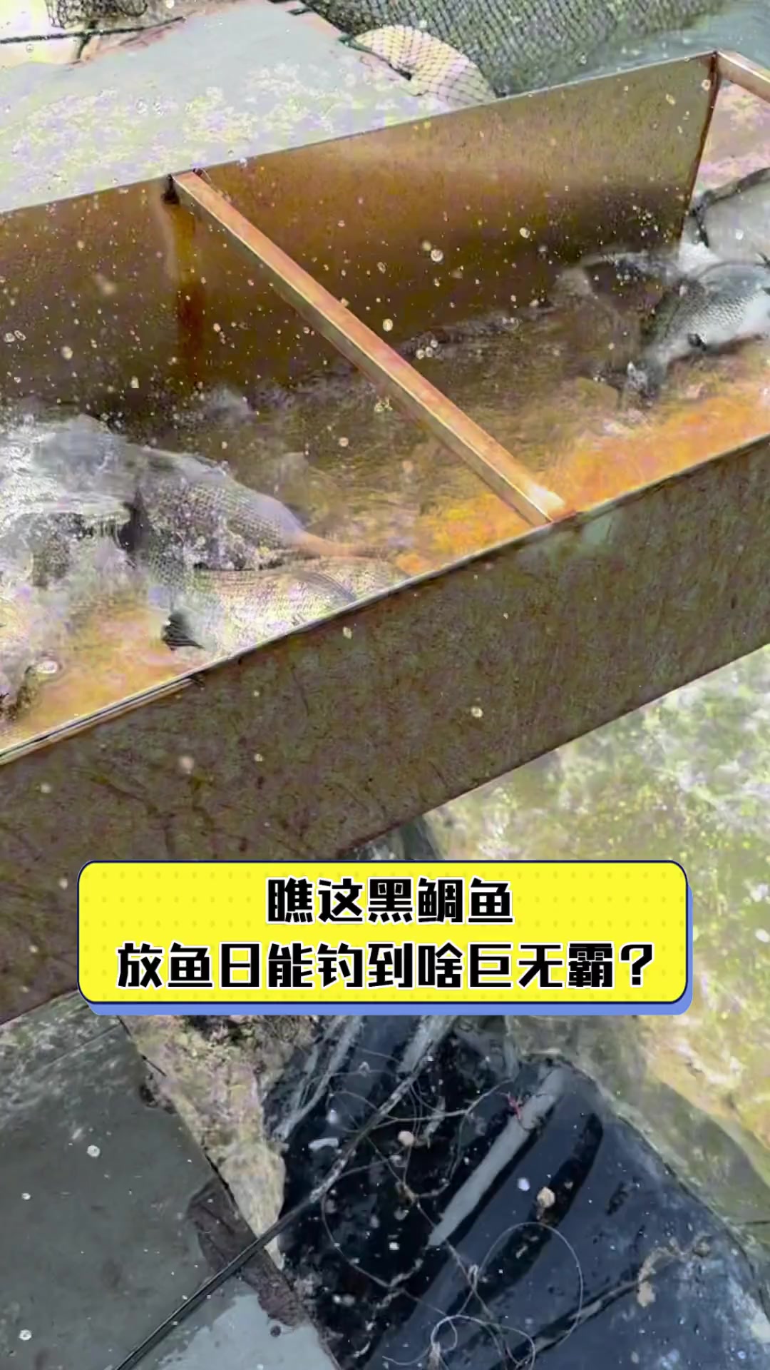 瞧这黑鲷鱼,放鱼日能钓到啥巨无霸?