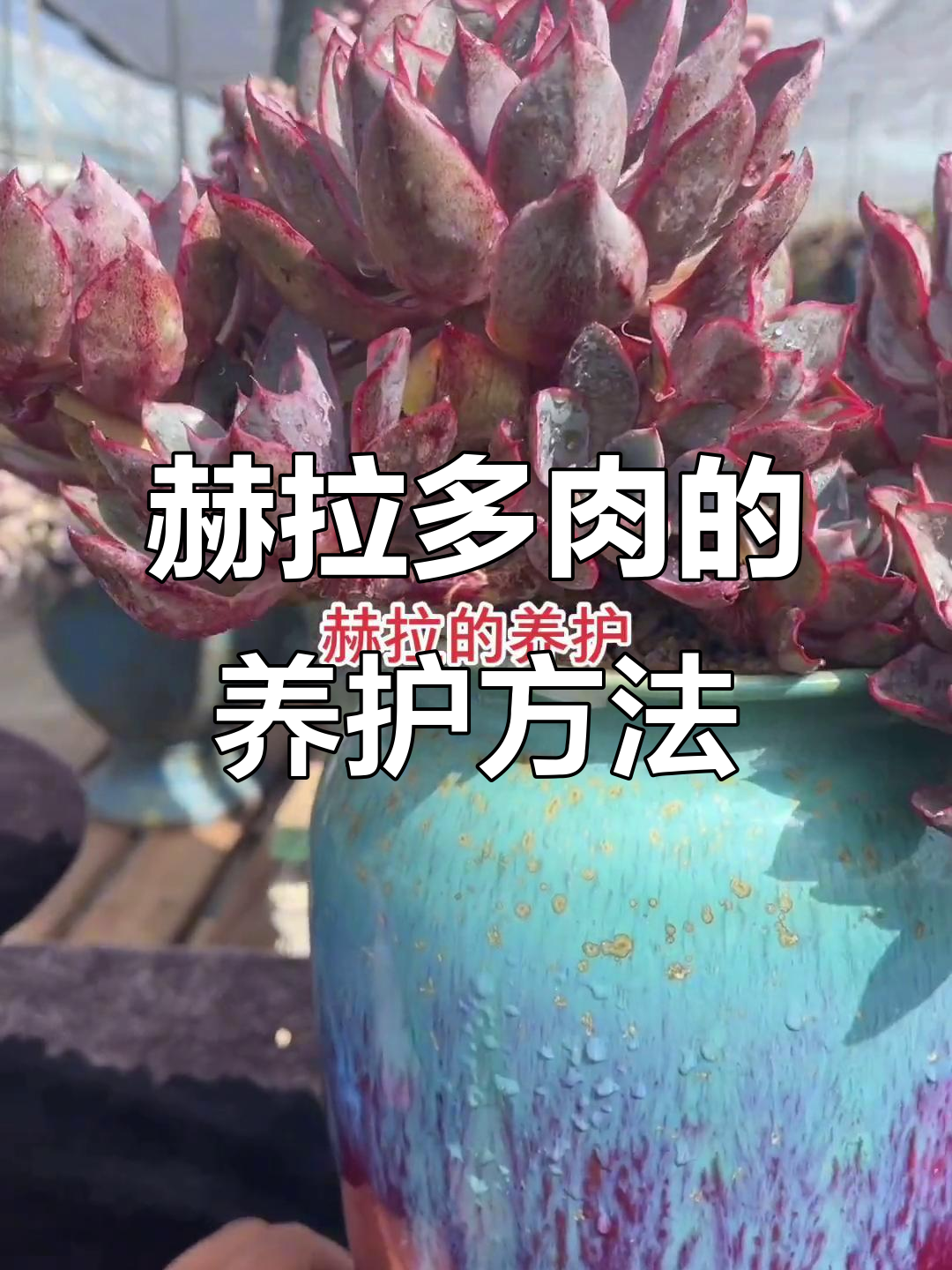 赫拉多肉养护全攻略:光照、温度与浇水技巧