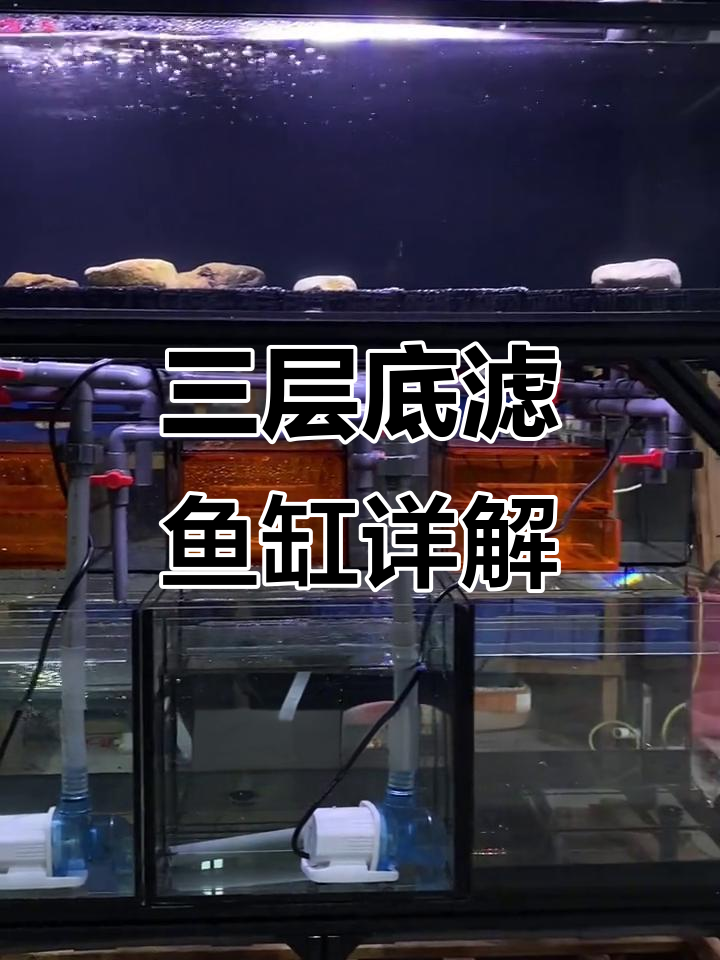 三层底滤鱼缸全解析：独立水体与高效过滤系统