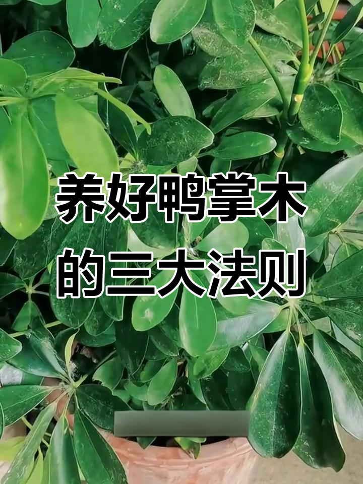 鸭掌木修剪秘诀,掌握这3个口诀让它更健康