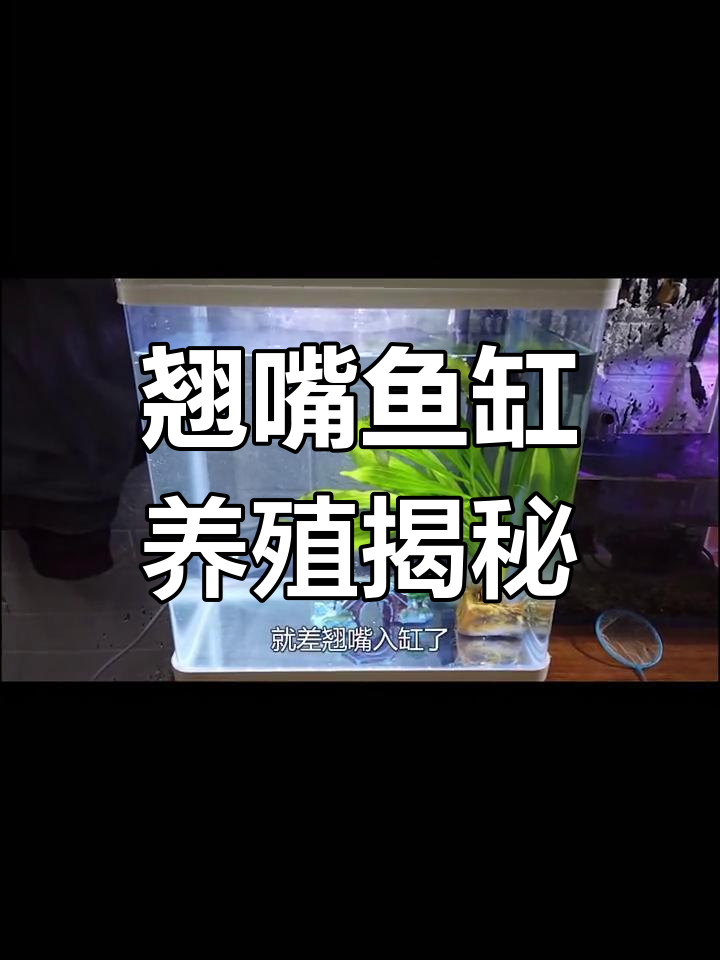 野生翘嘴鱼缸饲养,吃相神似银龙,水质管理全攻略