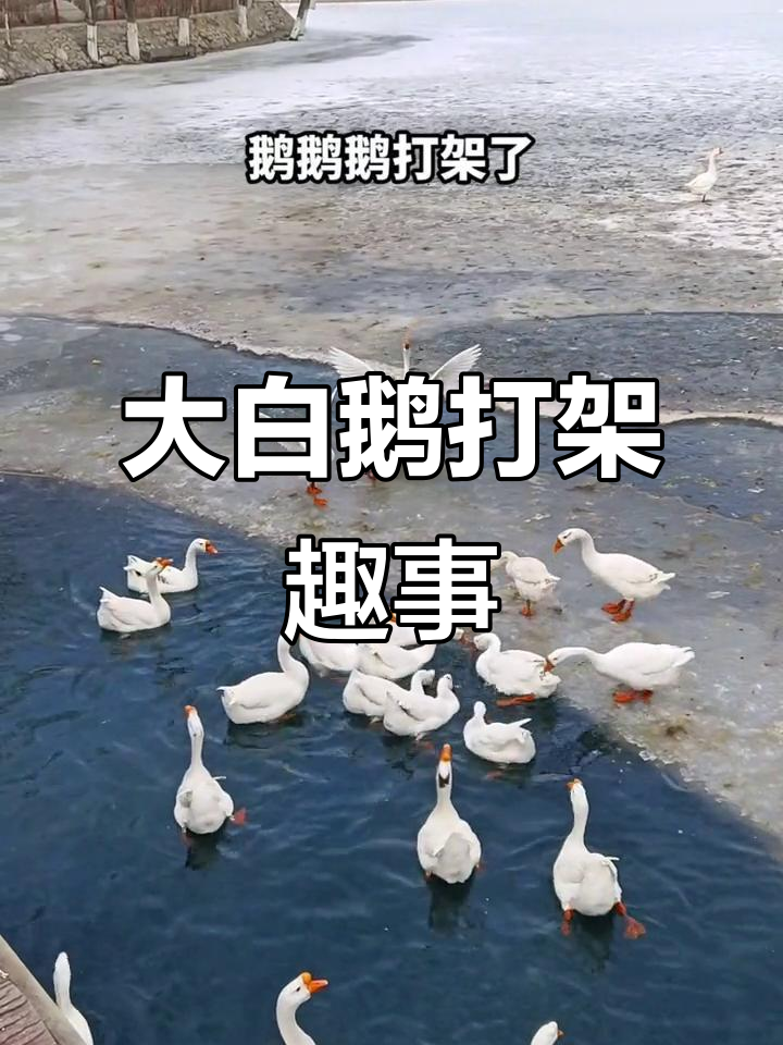 鹅湖美景,大白鹅水中嬉戏大闹