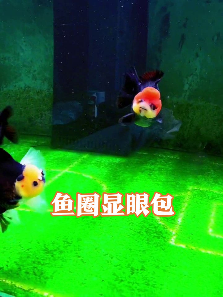 鱼缸早会名场面!红帽黄头鱼挤鱼,社畜看了都沉默