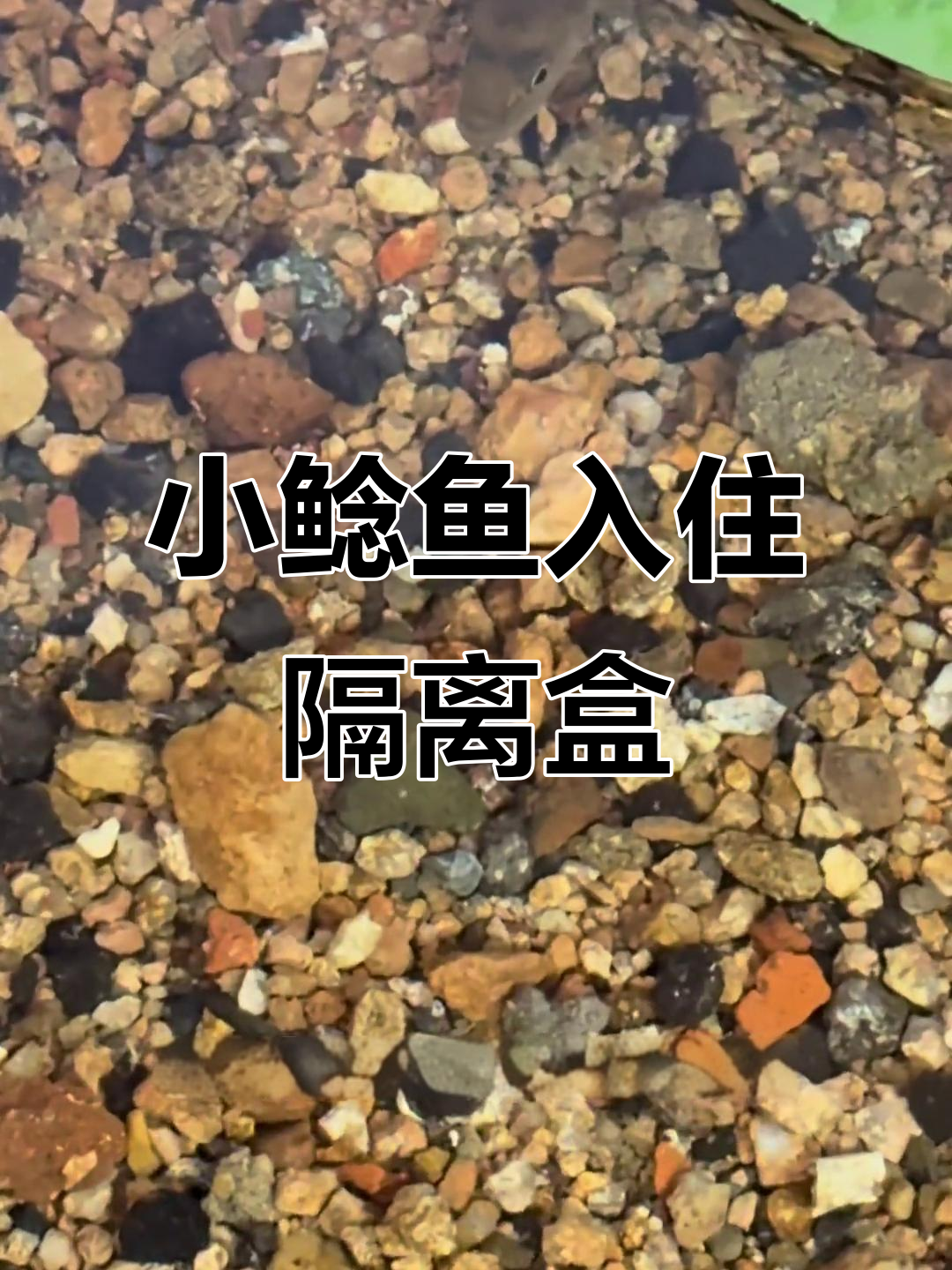五条小鲶鱼住进隔离盒,原生池里的“大胃王”来袭