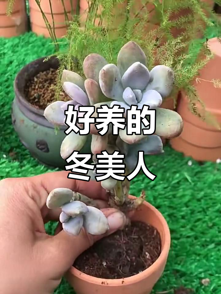 冬美人多肉:耐热又耐寒,轻松养出爆盆老桩